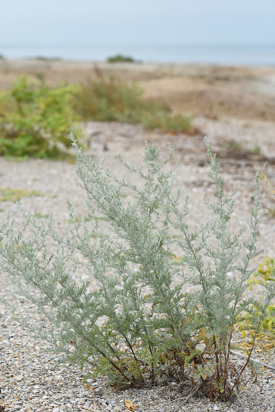 Image of Artemisia santonicum specimen.