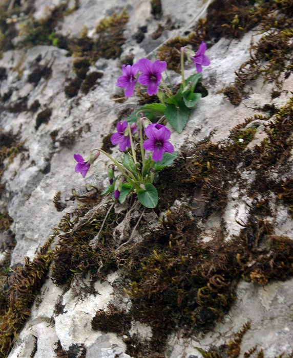 Image of Viola somchetica specimen.