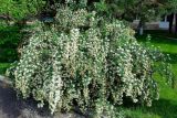 genus Spiraea. Цветущее растение. Узбекистан, г. Ташкент, пос. Улугбек, промплощадка ядерного центра, в культуре. 20.04.2022.