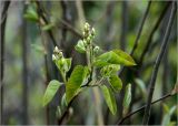 Amelanchier spicata