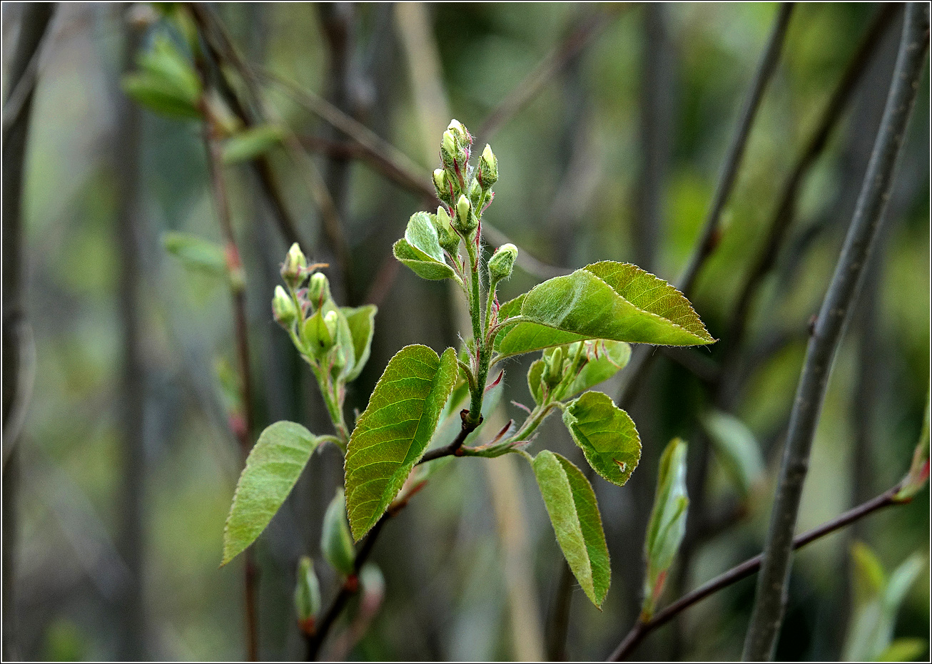 Image of Amelanchier spicata specimen.