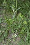 Vicia pannonica