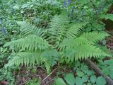 Dryopteris filix-mas