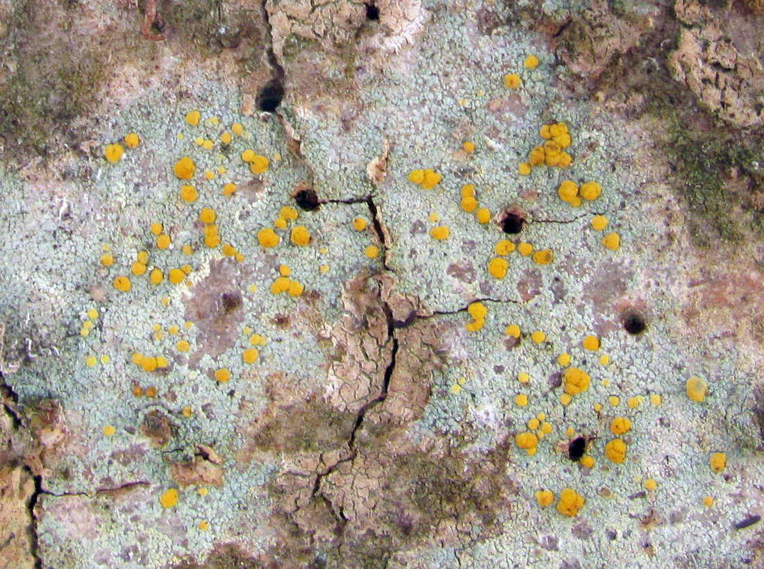 Изображение особи Lecanora symmicta.