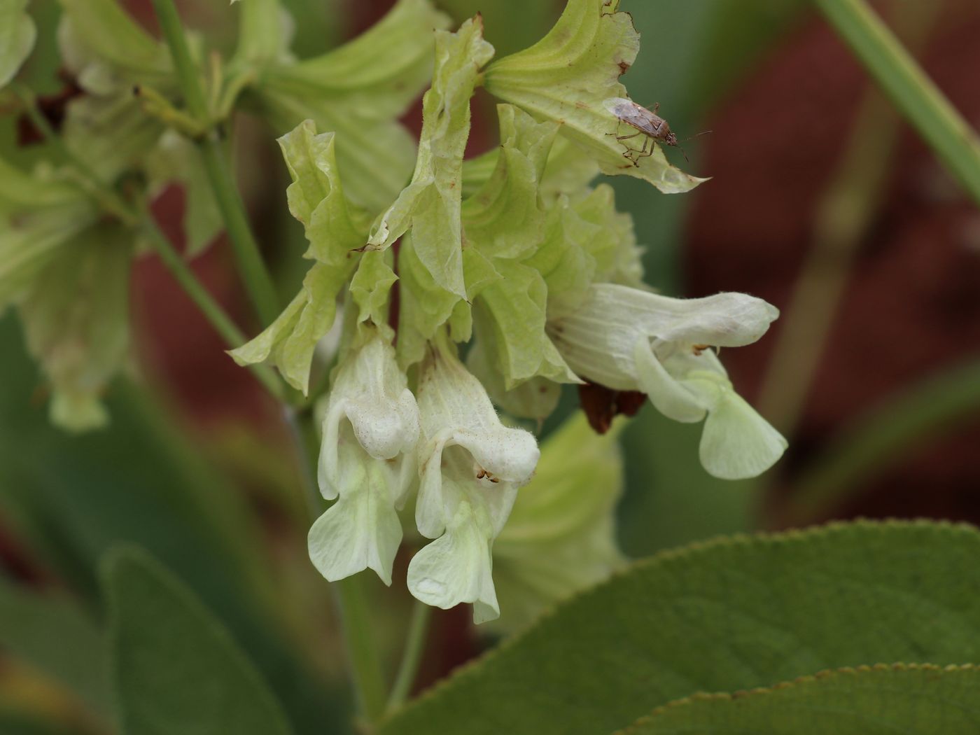 Image of Salvia korolkowii specimen.