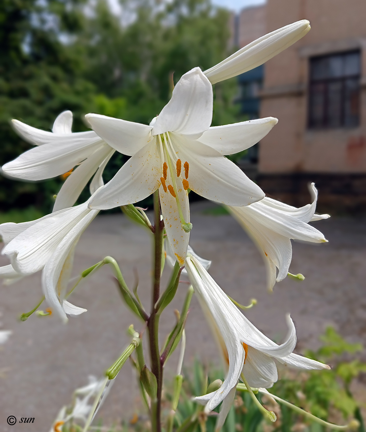 Изображение особи Lilium candidum.