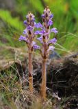 Orobanche coerulescens