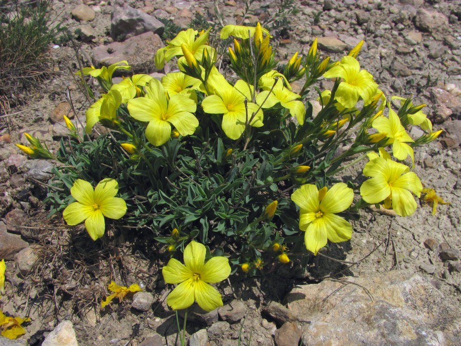 Изображение особи Linum tauricum.