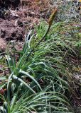 род Kniphofia