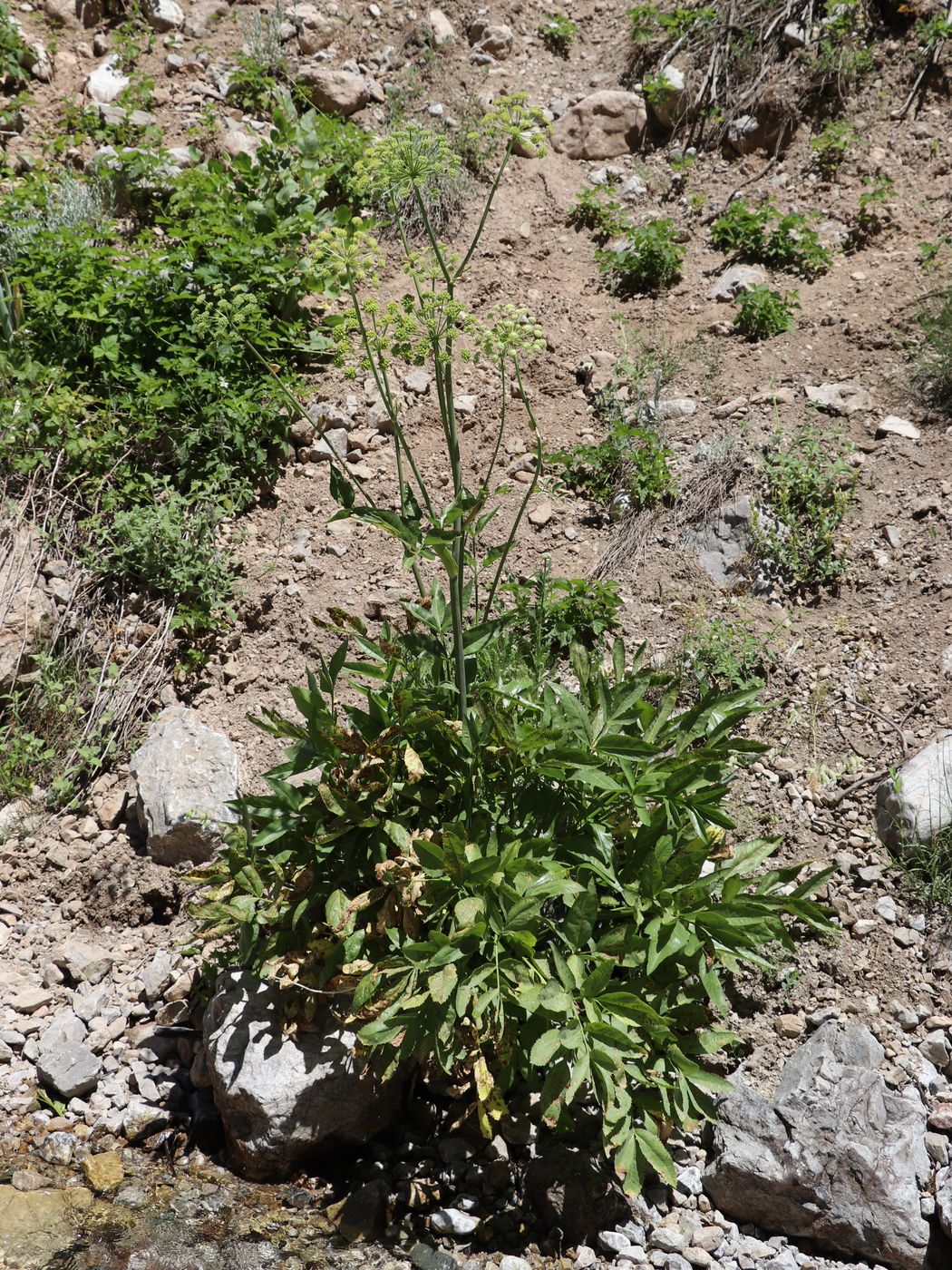 Image of Archangelica tschimganica specimen.