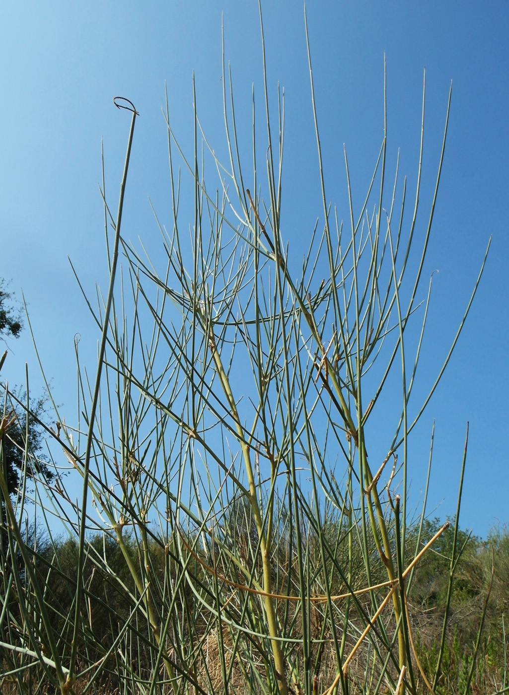 Image of Spartium junceum specimen.