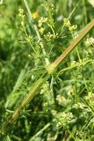 Galium album