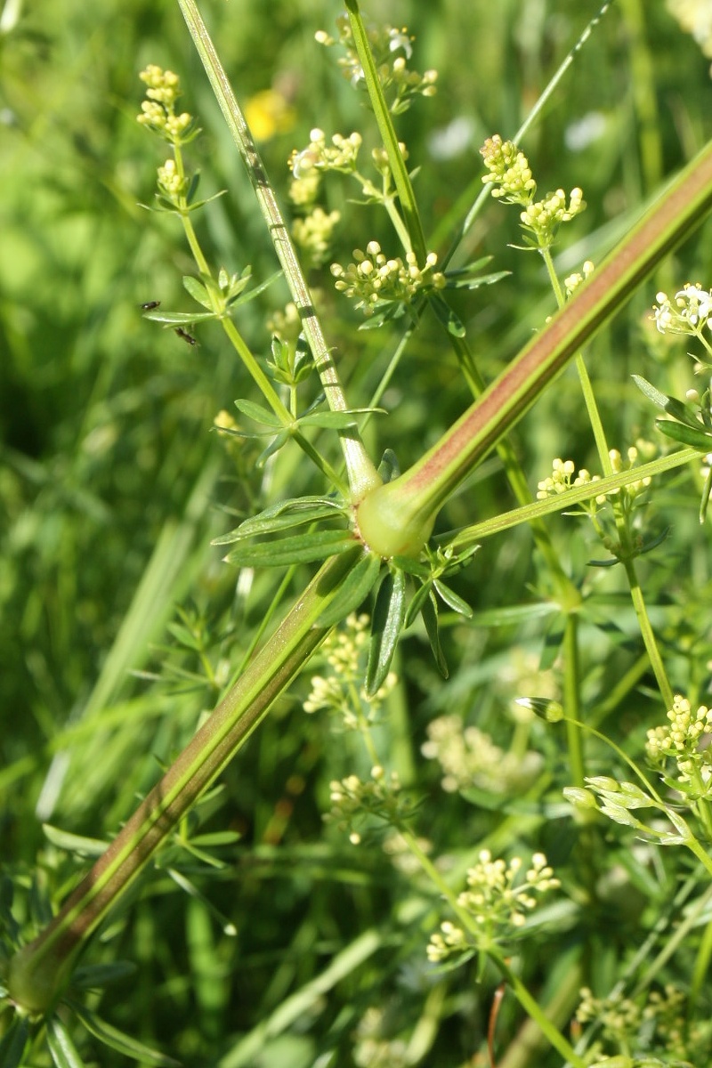 Image of Galium album specimen.