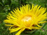 Inula helenium