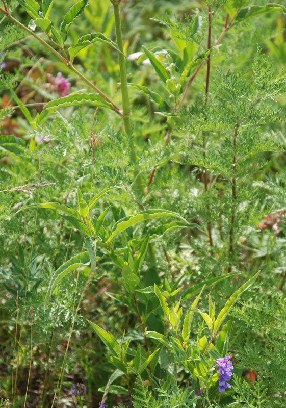 Изображение особи Aconogonon alpinum.