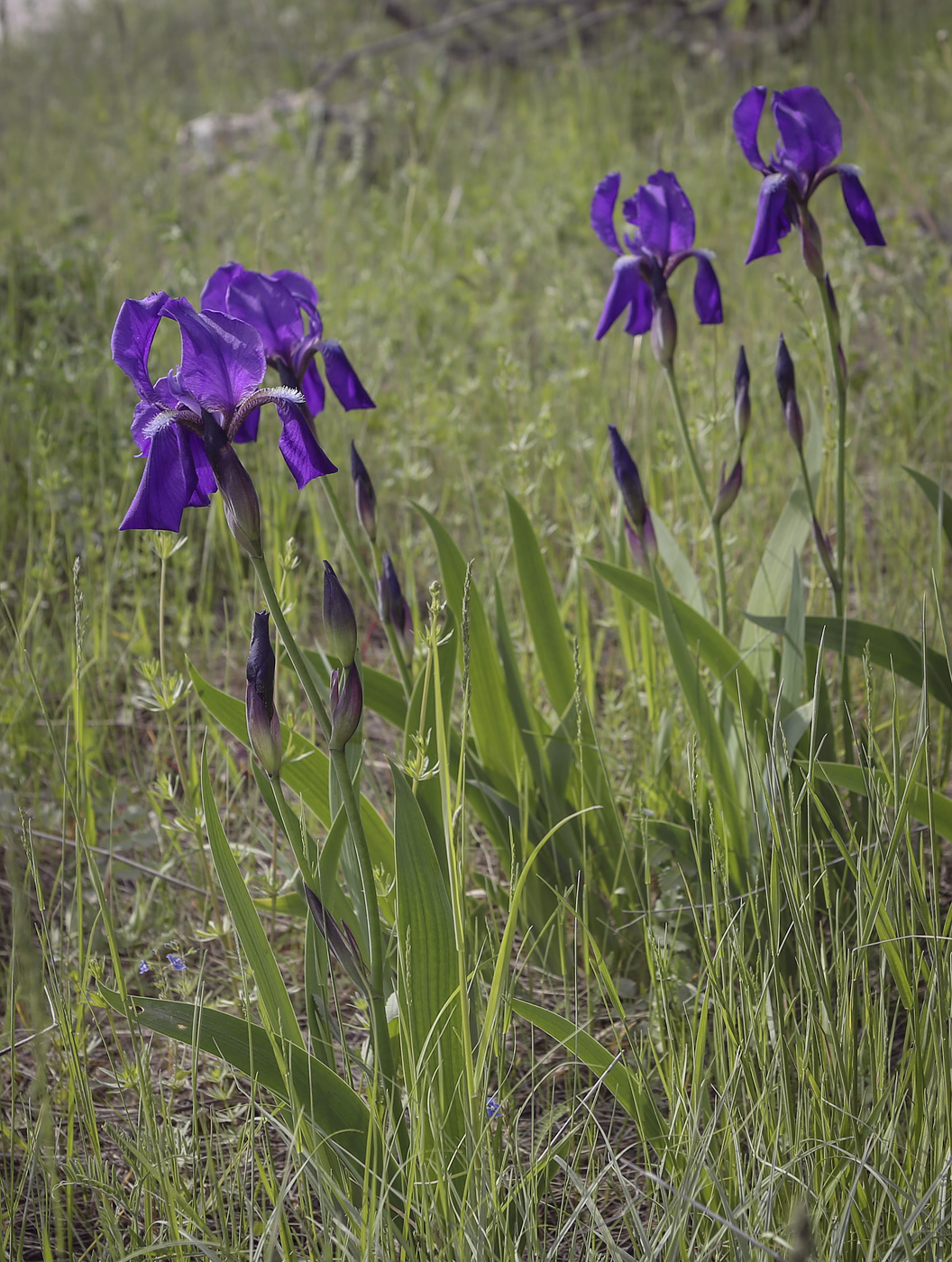 Изображение особи Iris aphylla.