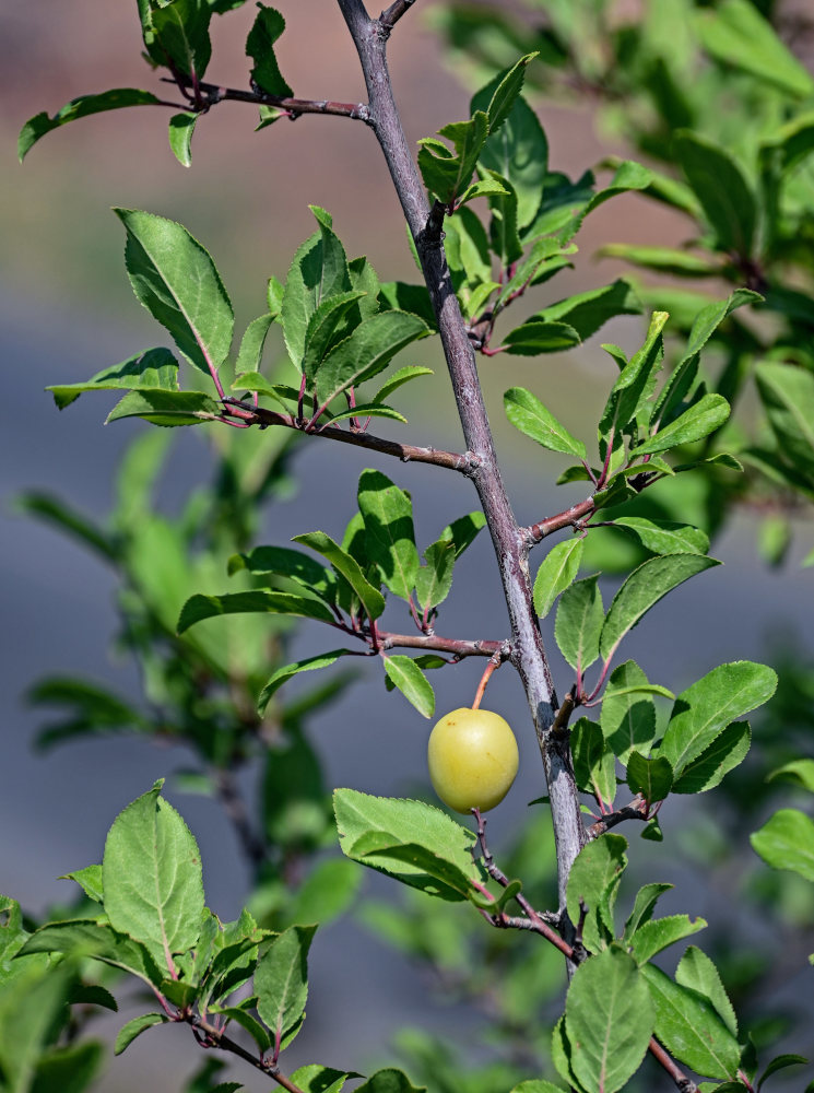 Image of Prunus cerasifera specimen.