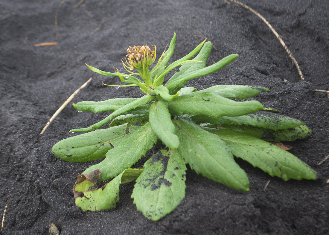 Image of Senecio pseudoarnica specimen.