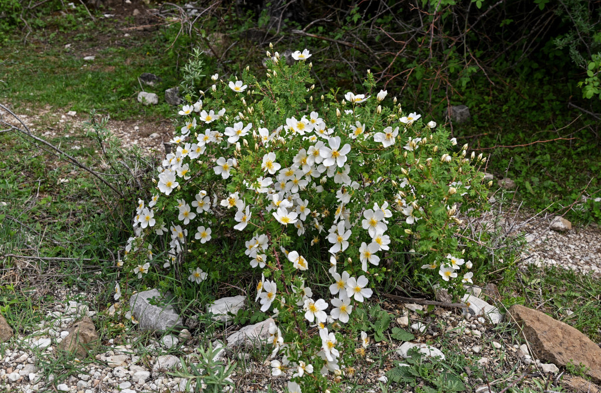 Изображение особи Rosa spinosissima.