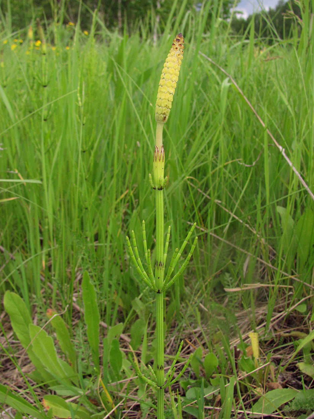 Изображение особи Equisetum palustre.