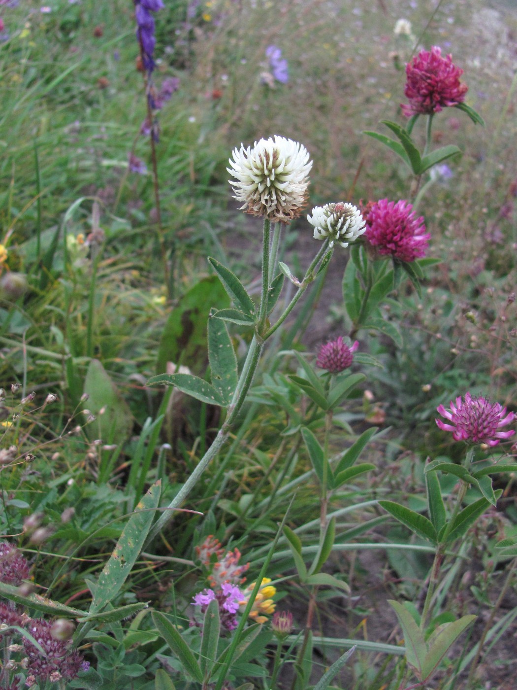 Изображение особи Trifolium montanum.