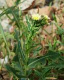 Lactuca serriola