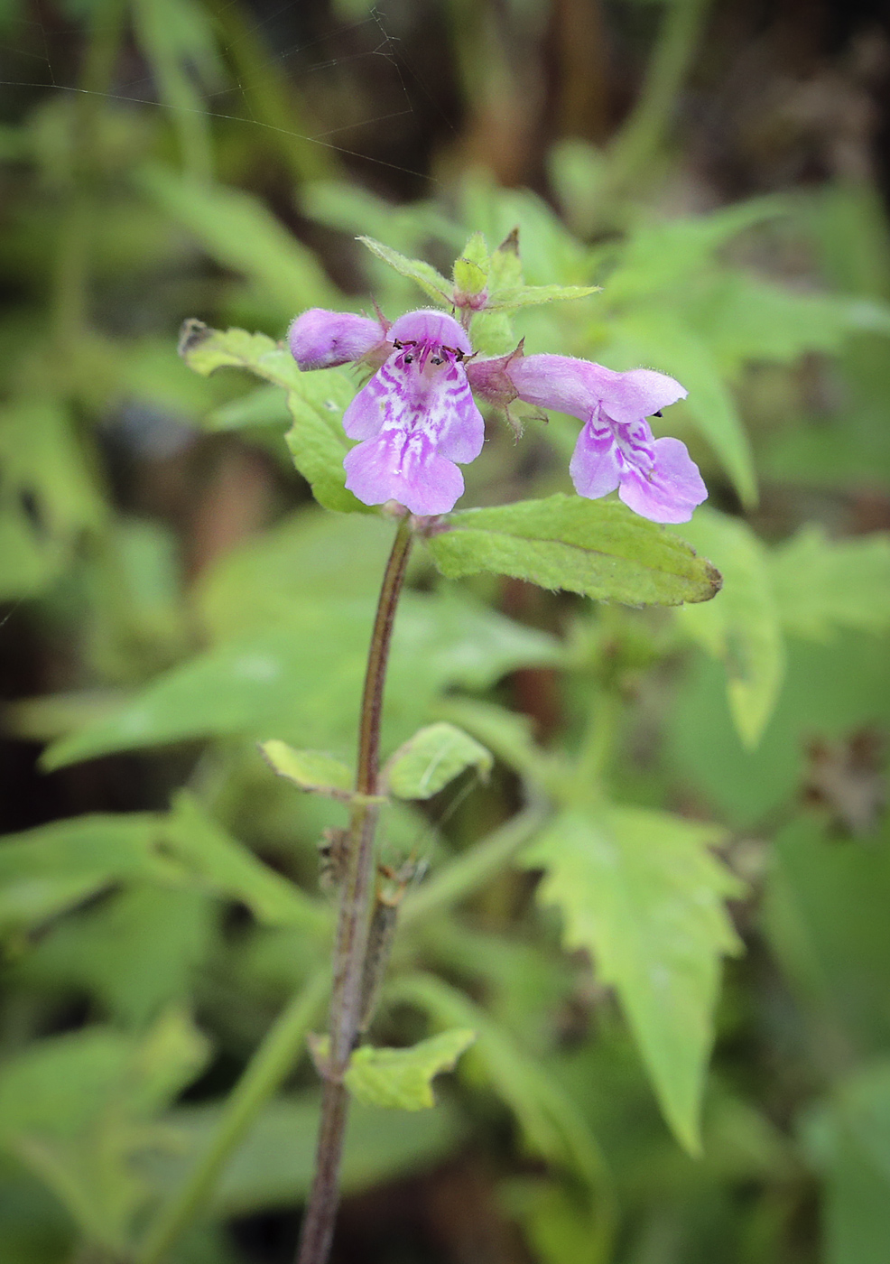 Image of Stachys palustris specimen.