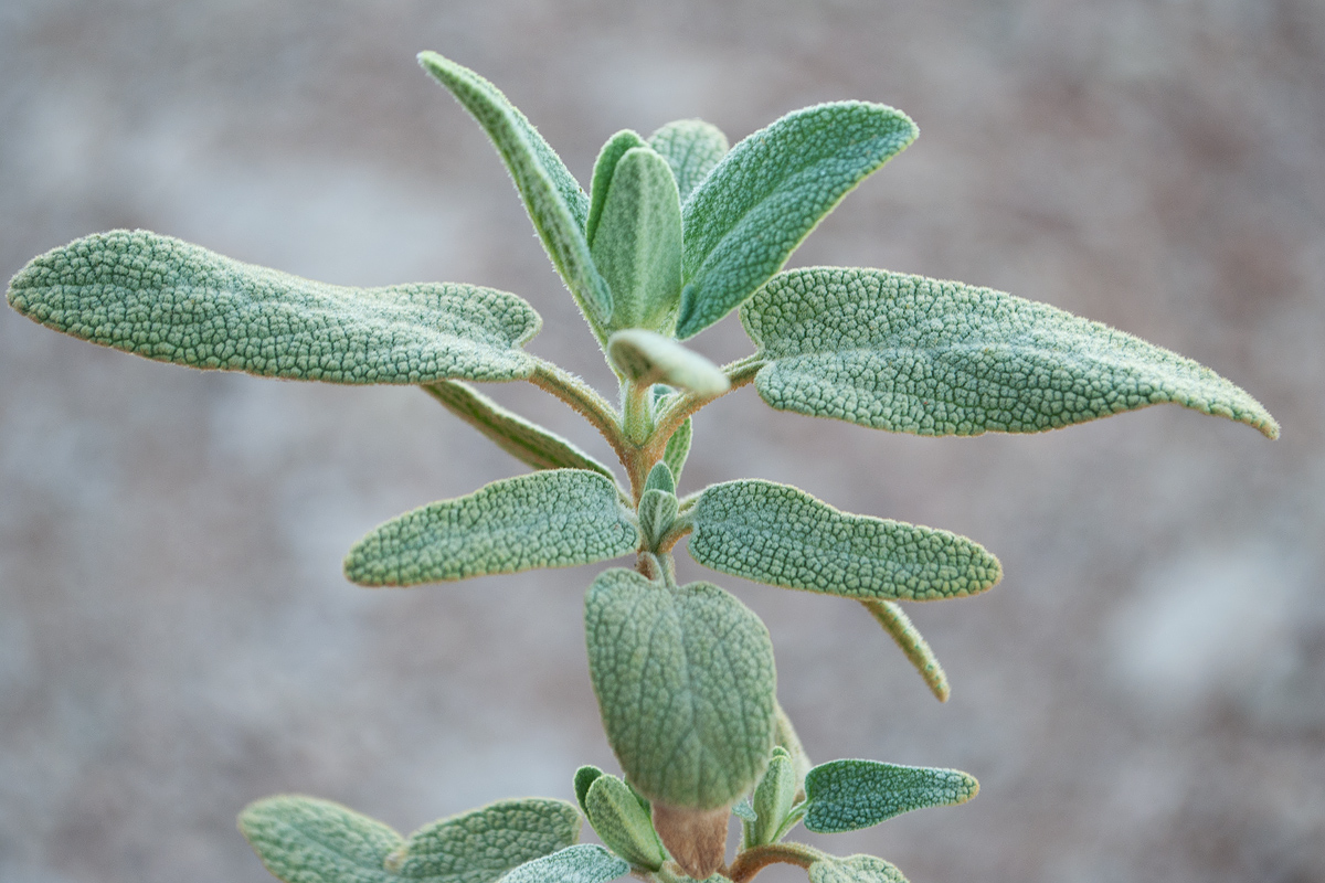 Изображение особи Phlomis lycia.