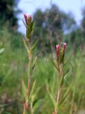 Epilobium glandulosum. Верхушки зацветающих побегов. Магаданская обл., г. Магадан, мкр-н Дукча, нижнее течение р. Дукча, около пересыхающей протоки. 25.07.2019.