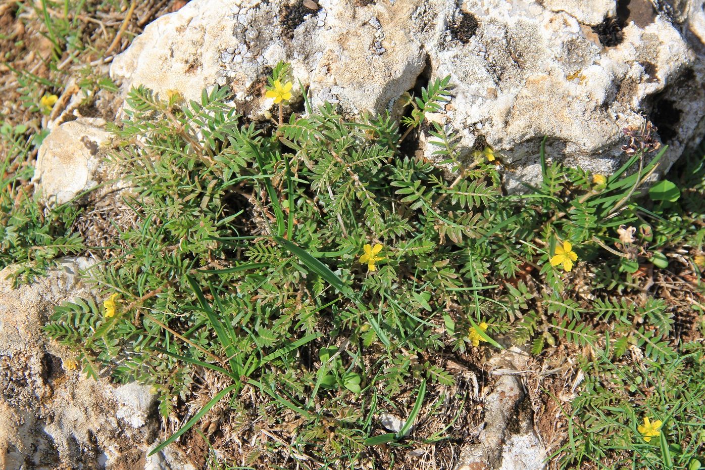 Изображение особи Tribulus terrestris.