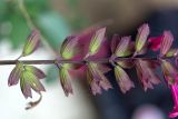 genus Salvia. Часть отцветающего соцветия. Израиль, г. Бат-Ям, в культуре. 28.03.2023.
