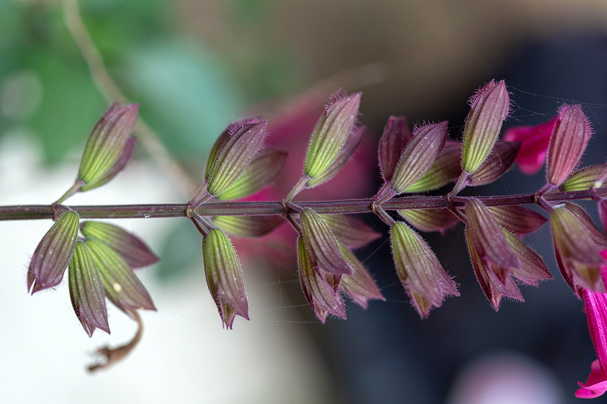 Изображение особи род Salvia.