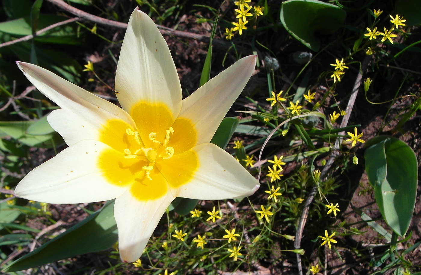 Image of Tulipa berkariensis specimen.