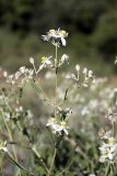 Clematis songorica