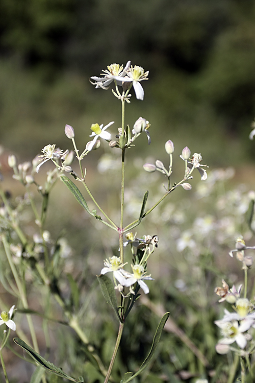 Изображение особи Clematis songorica.