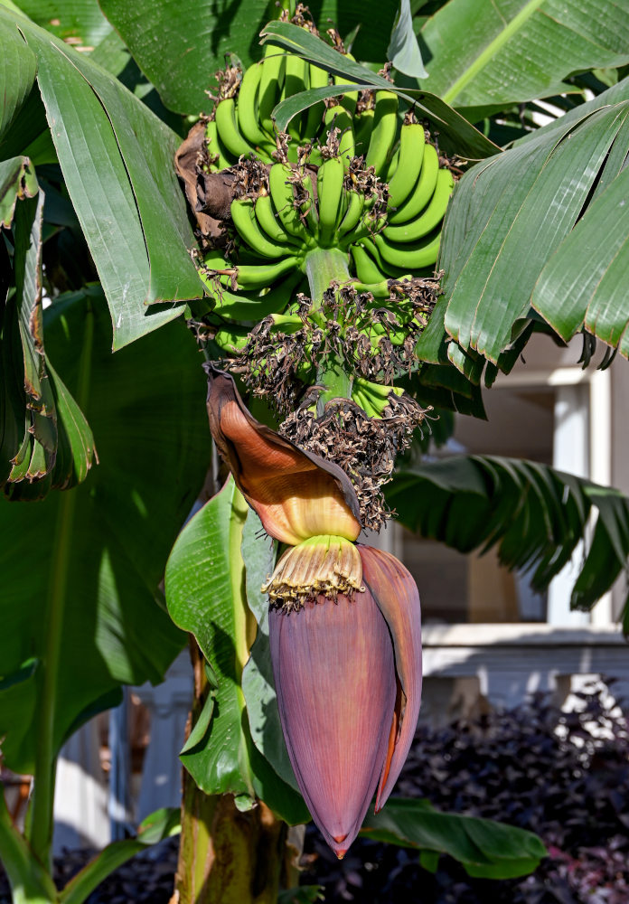 Image of Musa acuminata specimen.