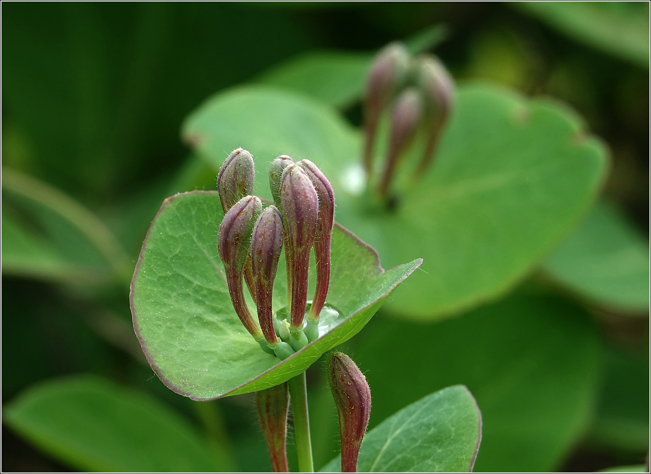 Image of Lonicera caprifolium specimen.