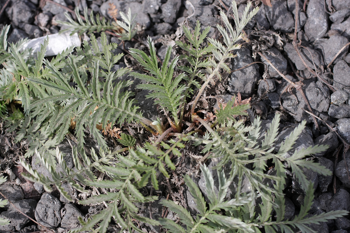 Image of Potentilla anserina specimen.