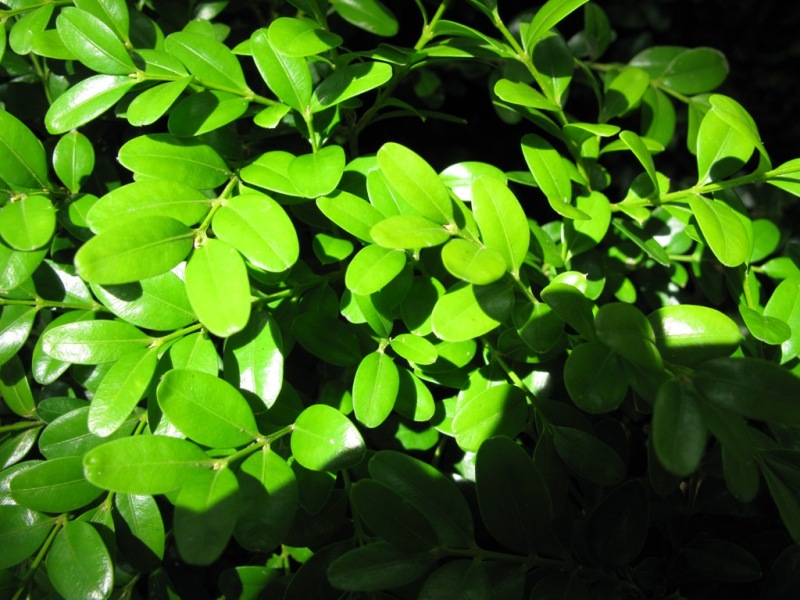 Image of Buxus colchica specimen.