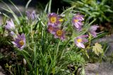 Pulsatilla vulgaris. Цветущие растения. Москва, ботанический сад МГУ \"Аптекарский огород\", в культуре. 27.04.2008.