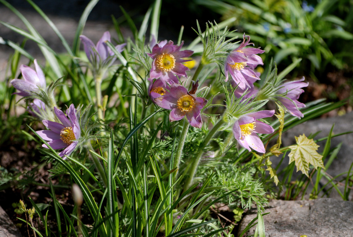 Image of Pulsatilla vulgaris specimen.