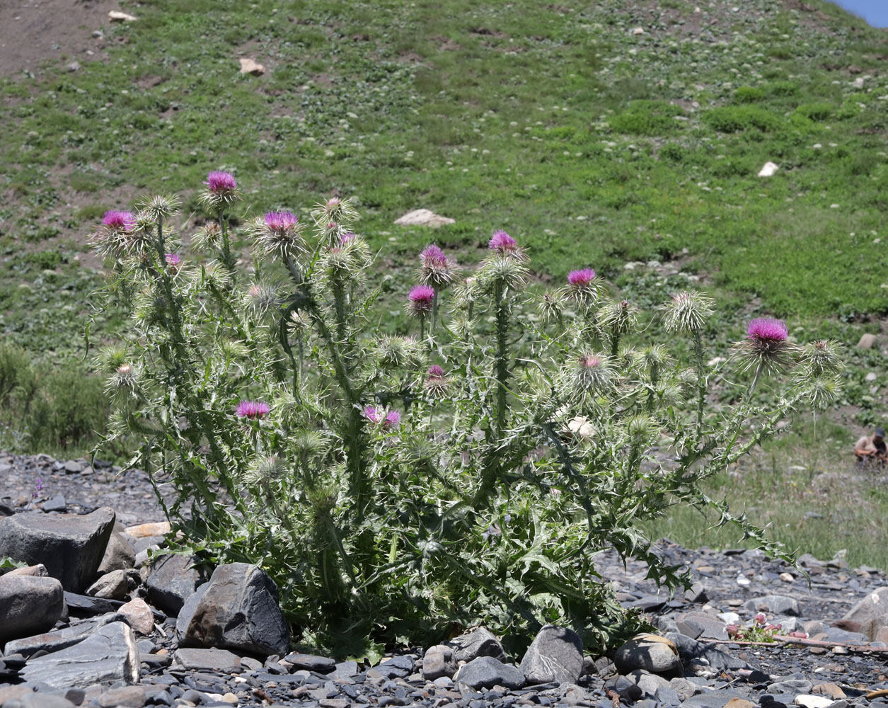 Изображение особи Carduus acanthocephalus.