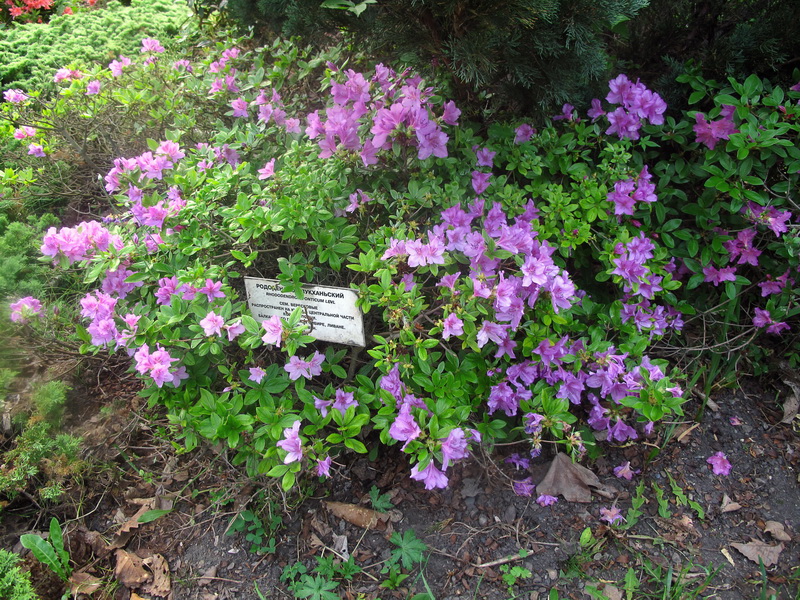Image of Rhododendron poukhanense specimen.