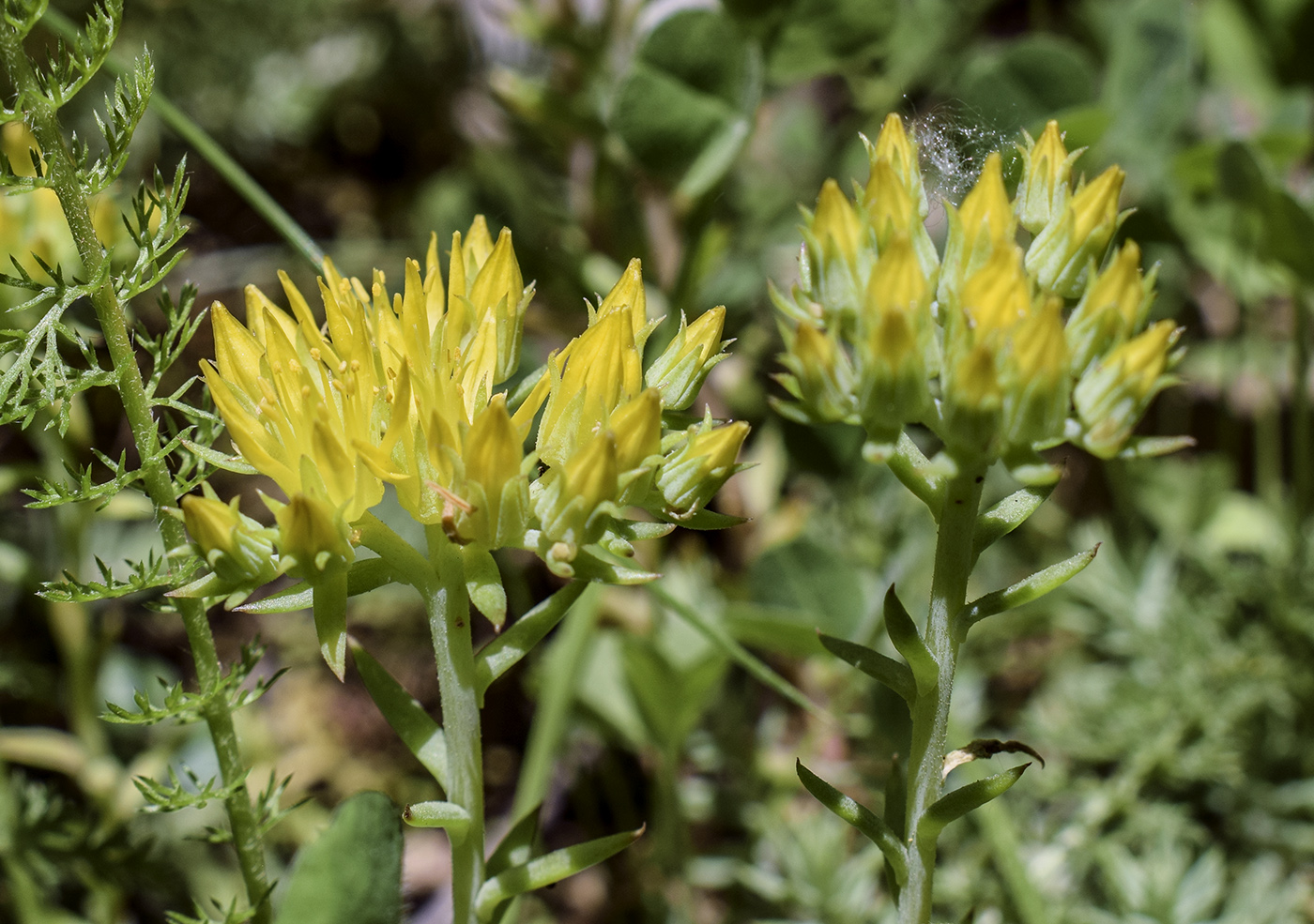 Изображение особи Sedum montanum.