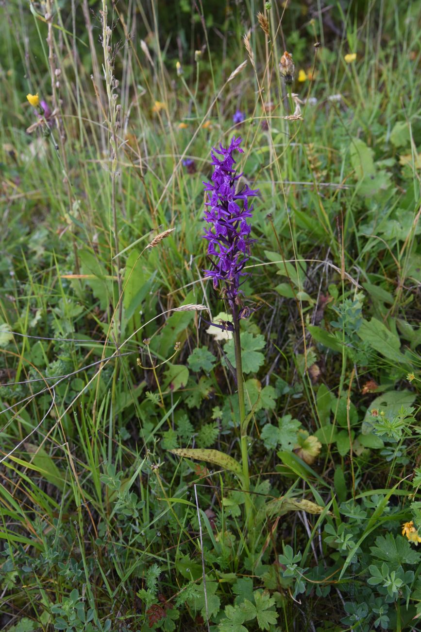 Image of Dactylorhiza urvilleana specimen.