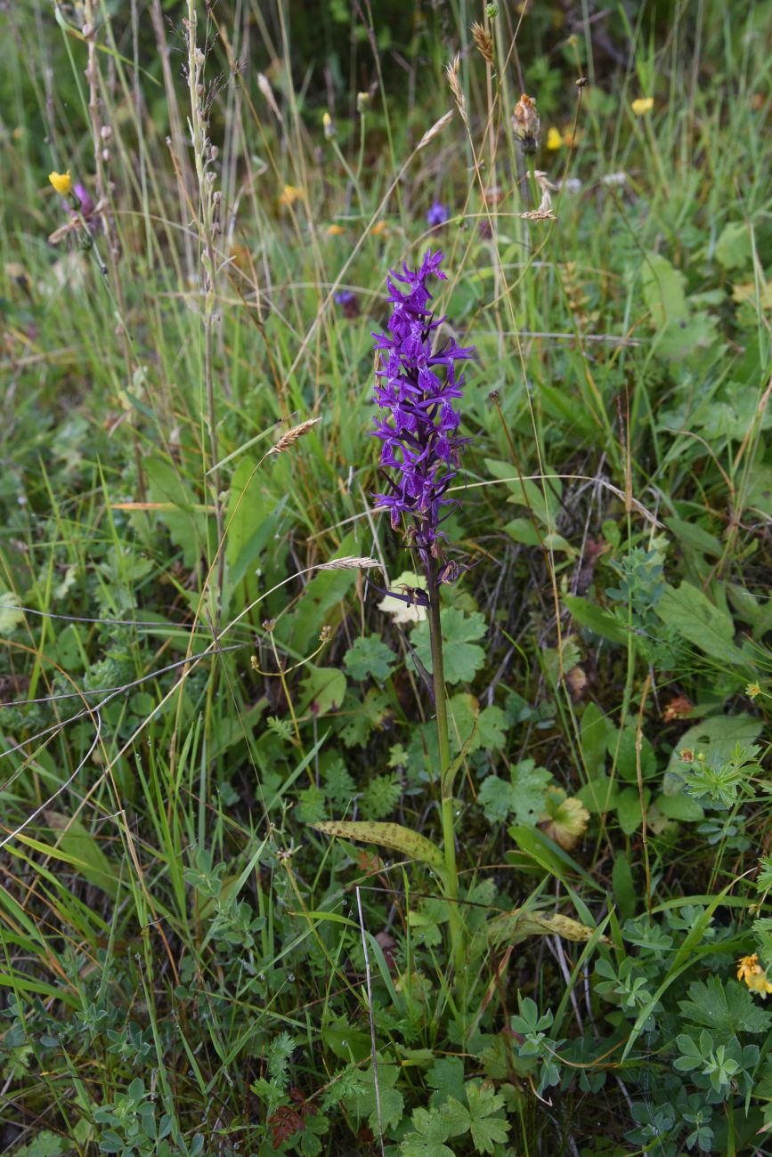 Изображение особи Dactylorhiza urvilleana.