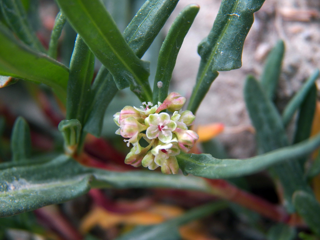 Image of Knorringia pamirica specimen.