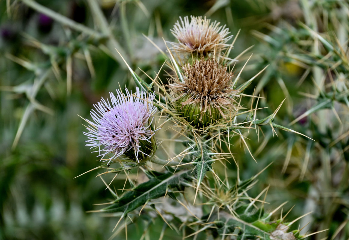 Image of Cirsium tomentosum specimen.