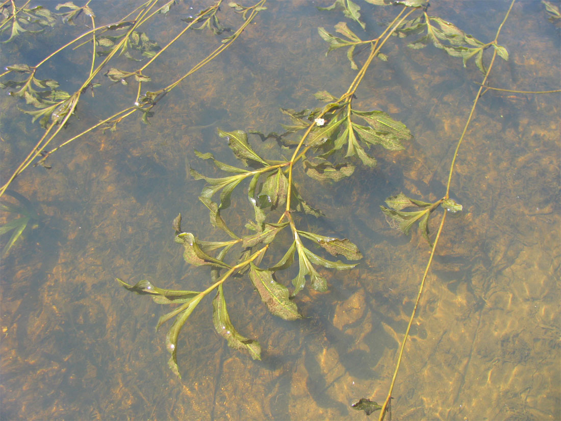 Изображение особи Potamogeton × decipiens.