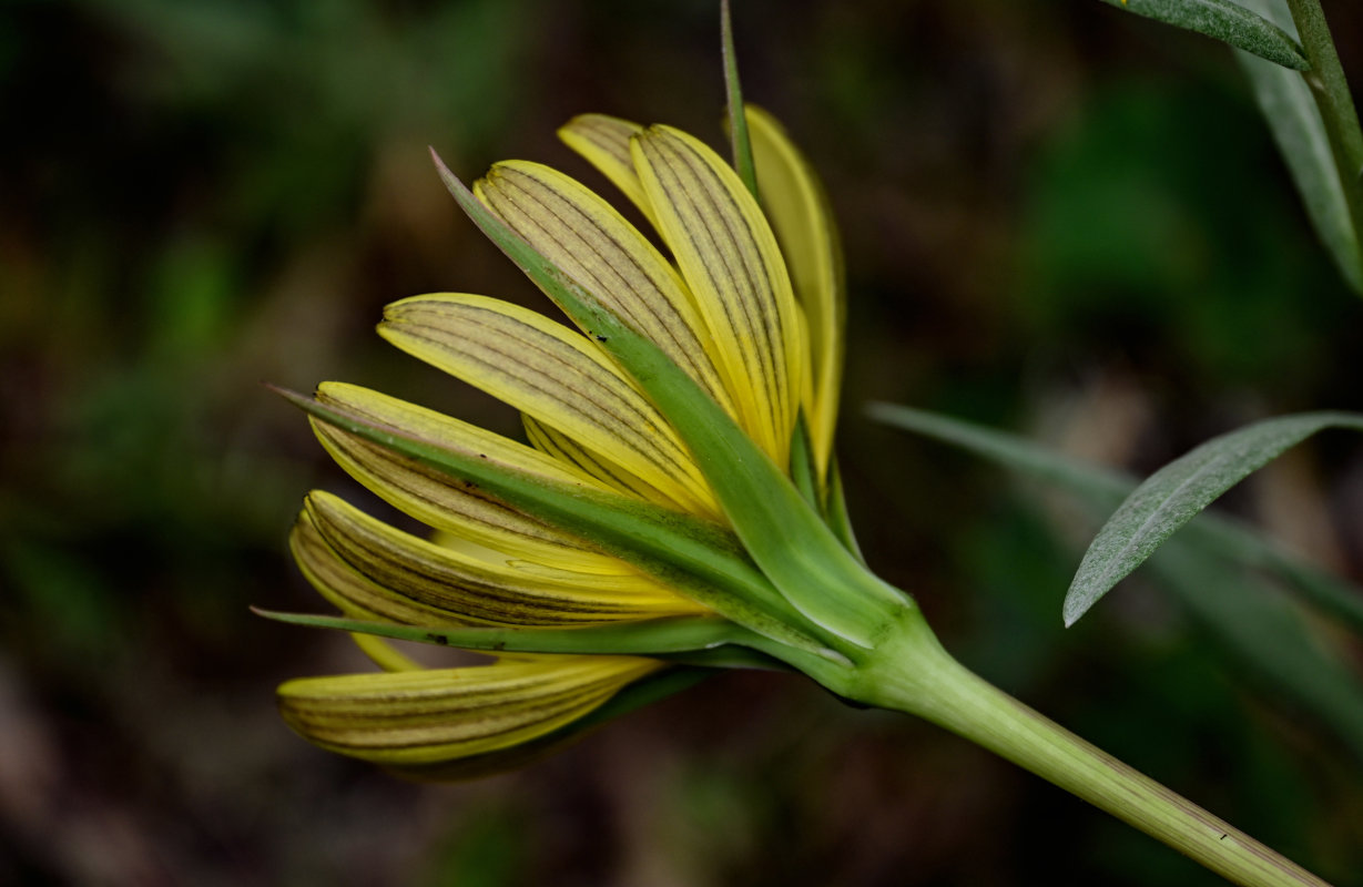 Image of genus Tragopogon specimen.